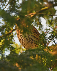 Turdus philomelos