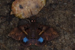 Ischyja inferna