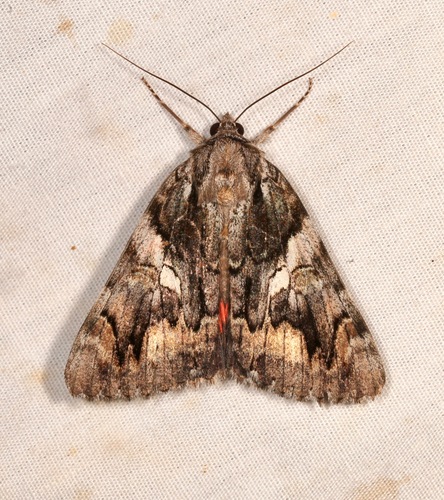 Verrill's Underwing photo 5
