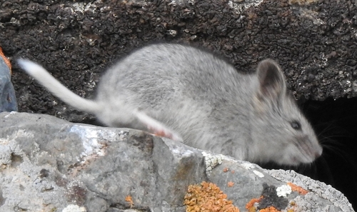 flat-headed vole