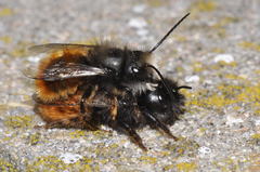 Osmia cornuta