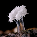 Ceratiomyxa sphaerosperma - Photo (c) chofungi,  זכויות יוצרים חלקיות (CC BY-NC)