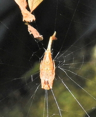 Arachnura scorpionoides