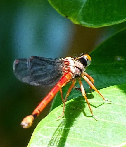 Coenagrionidae