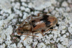 Notoxus desertus