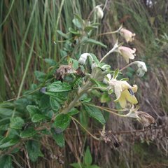 Siphocampylus affinis