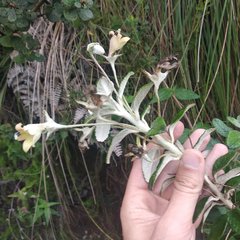 Siphocampylus affinis