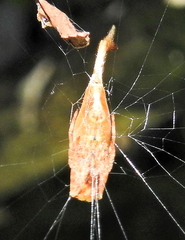 Arachnura scorpionoides