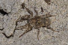 Arctosa perita