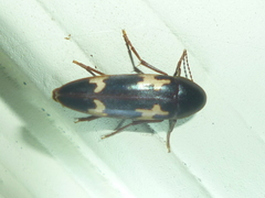 Dircaea liturata