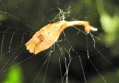 Arachnura scorpionoides