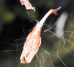 Arachnura scorpionoides