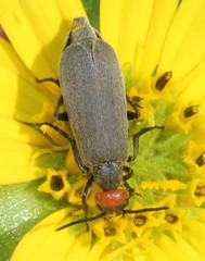 Epicauta atrata