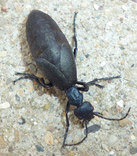 American Oil Beetle