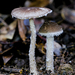 Amanita vestita - Photo (c) chofungi, some rights reserved (CC BY-NC)