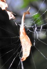 Arachnura scorpionoides