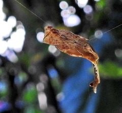 Arachnura scorpionoides