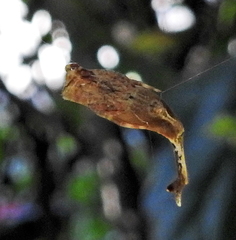 Arachnura scorpionoides