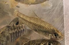 Rainwater Killifish photo 2