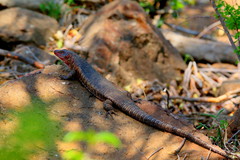 Matobosaurus validus