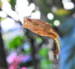Arachnura scorpionoides