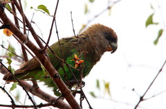 Poicephalus cryptoxanthus