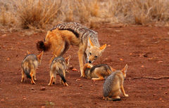 Black-Backed Jackal photo 4