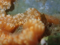Aplidium benhami