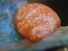 Aplidium benhami