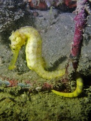 Hippocampus comes