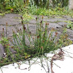 Equisetum bogotense