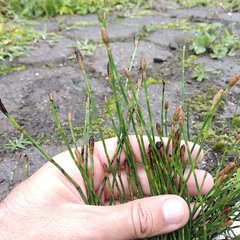 Equisetum bogotense