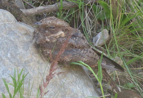 Systellura longirostris