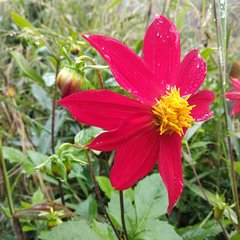 Dahlia coccinea