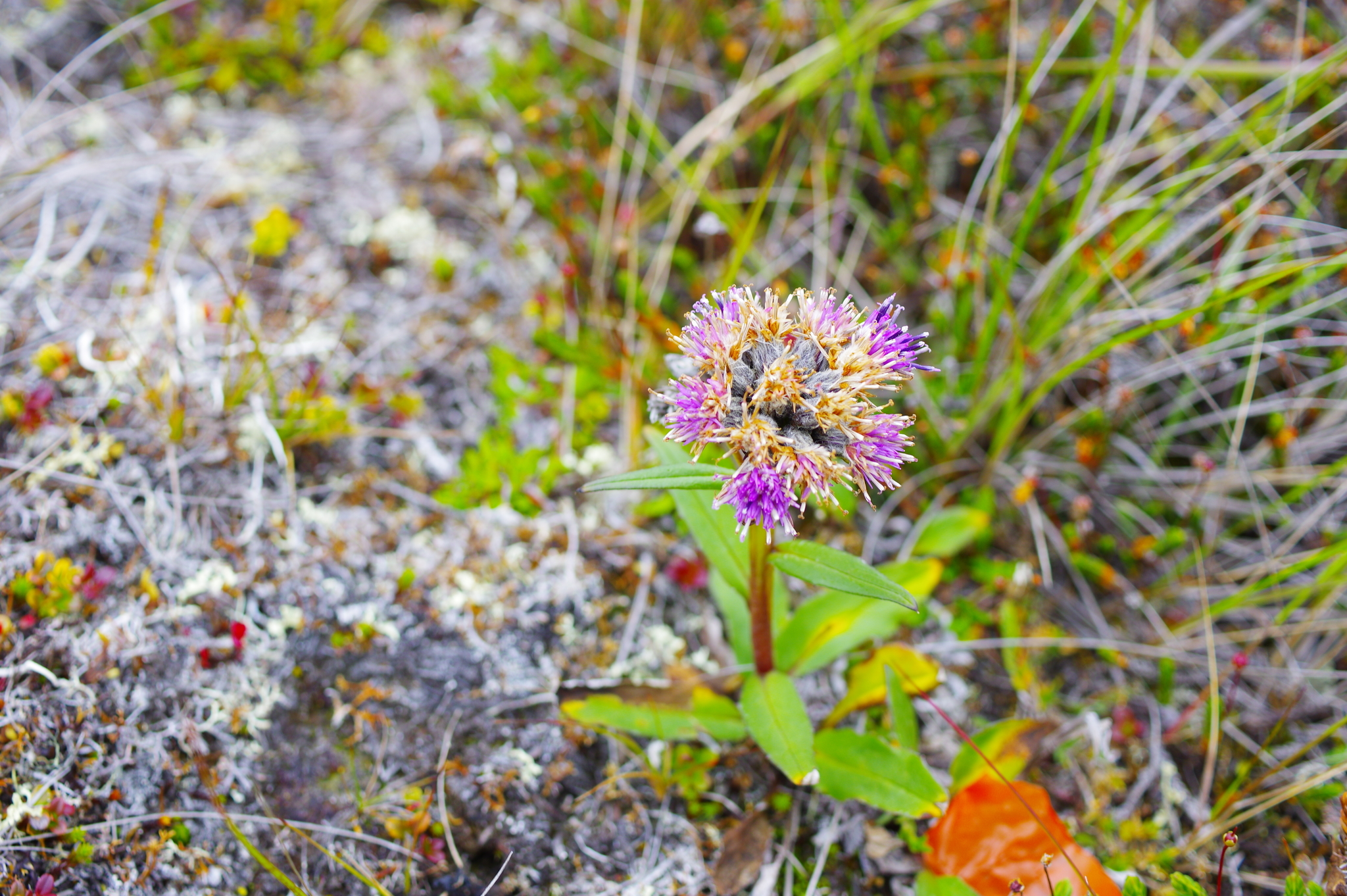 Saussurea tilesii