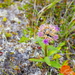 Saussurea tilesii - Photo (c) Сергей Дудов, alguns direitos reservados (CC BY-NC), uploaded by Сергей Дудов