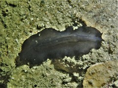Tytthosoceros nocturnus