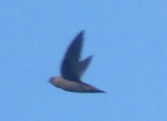 Rothschild's Swift photo 1