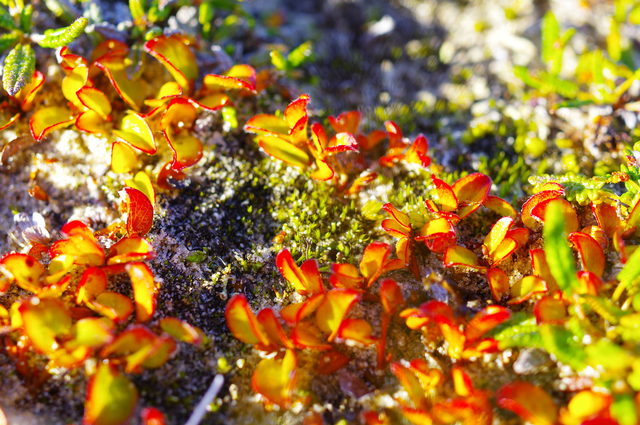 Salix nummularia