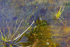 Ranunculus hyperboreus