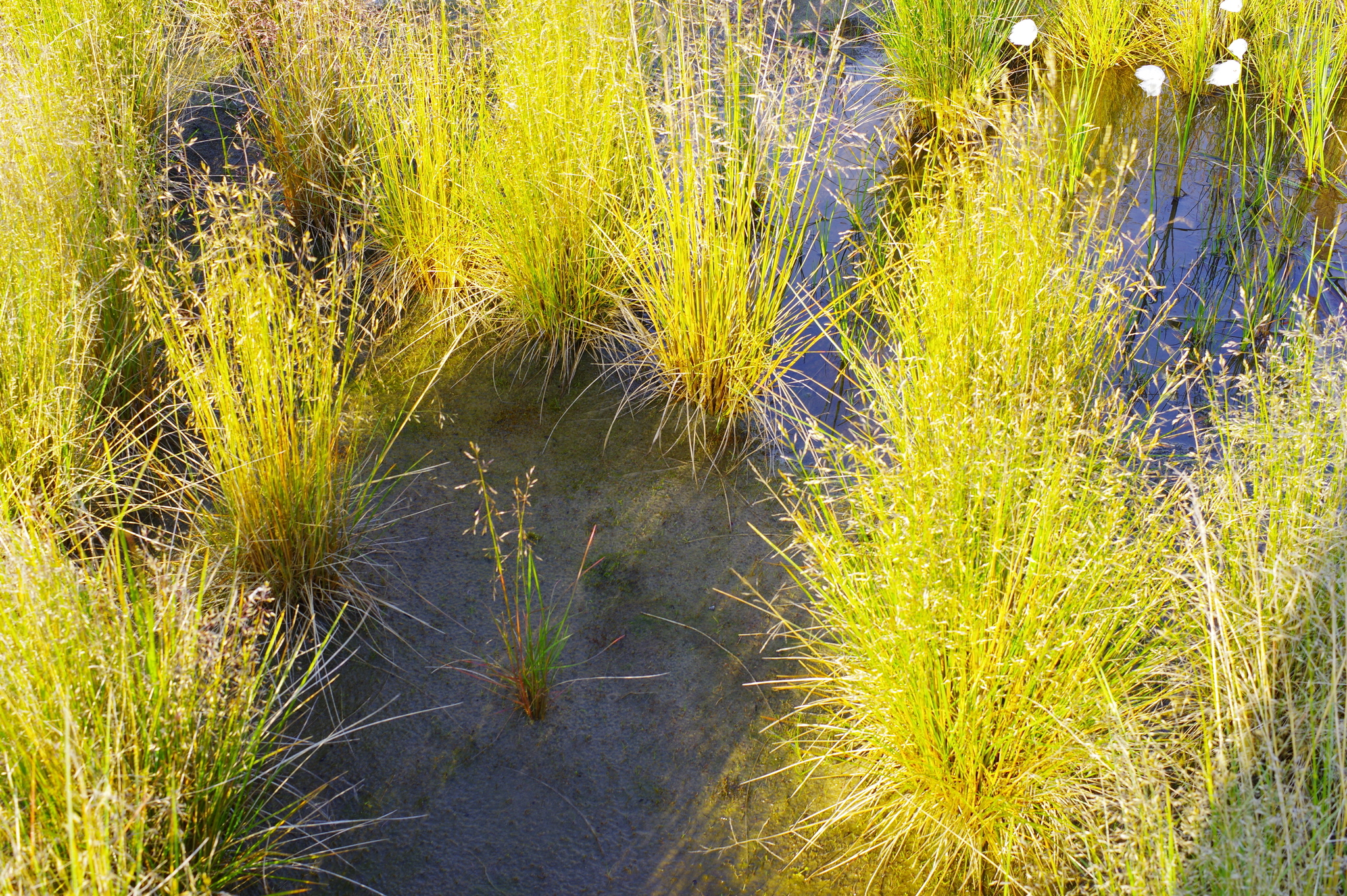 Deschampsia cespitosa ssp. glauca