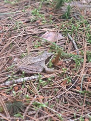 Lithobates sylvaticus image
