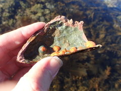 Aplidium benhami