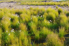 Deschampsia cespitosa glauca