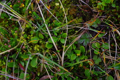 Salix nummularia