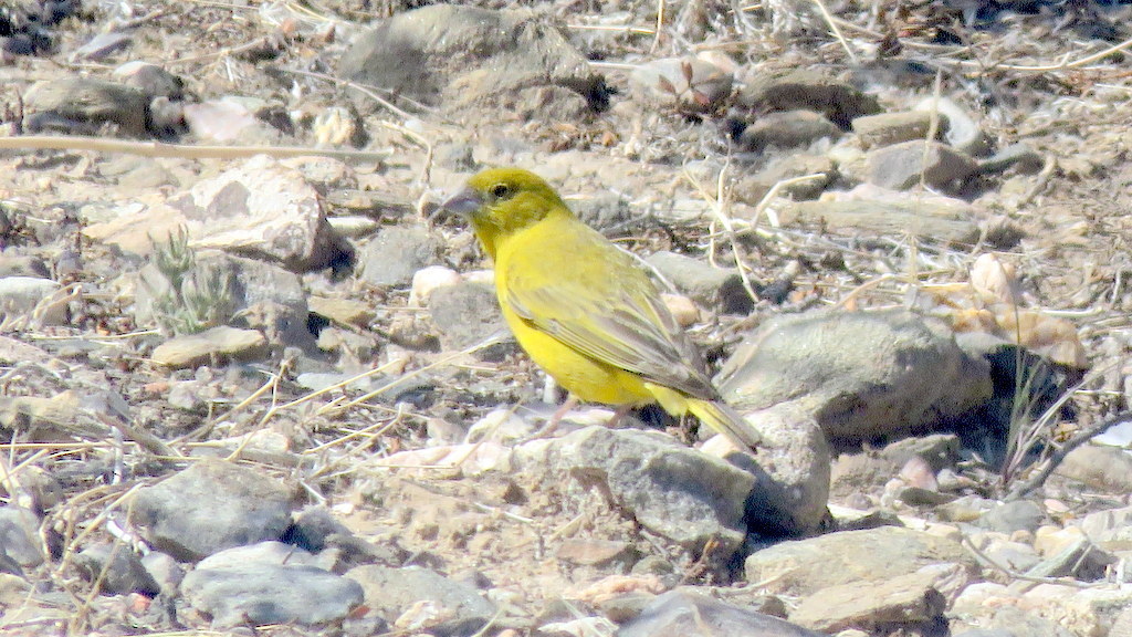 Monte Yellow-Finch photo