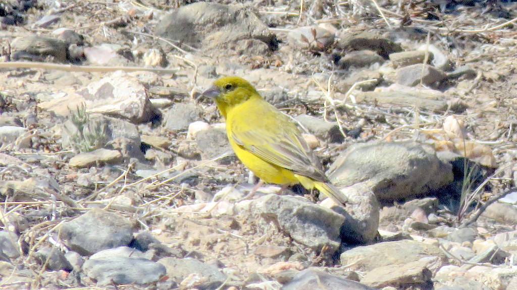 Monte Yellow Finch (Sicalis mendozae), photo 9