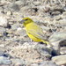 Monte Yellow-Finch - Photo no rights reserved, uploaded by Diego Carús