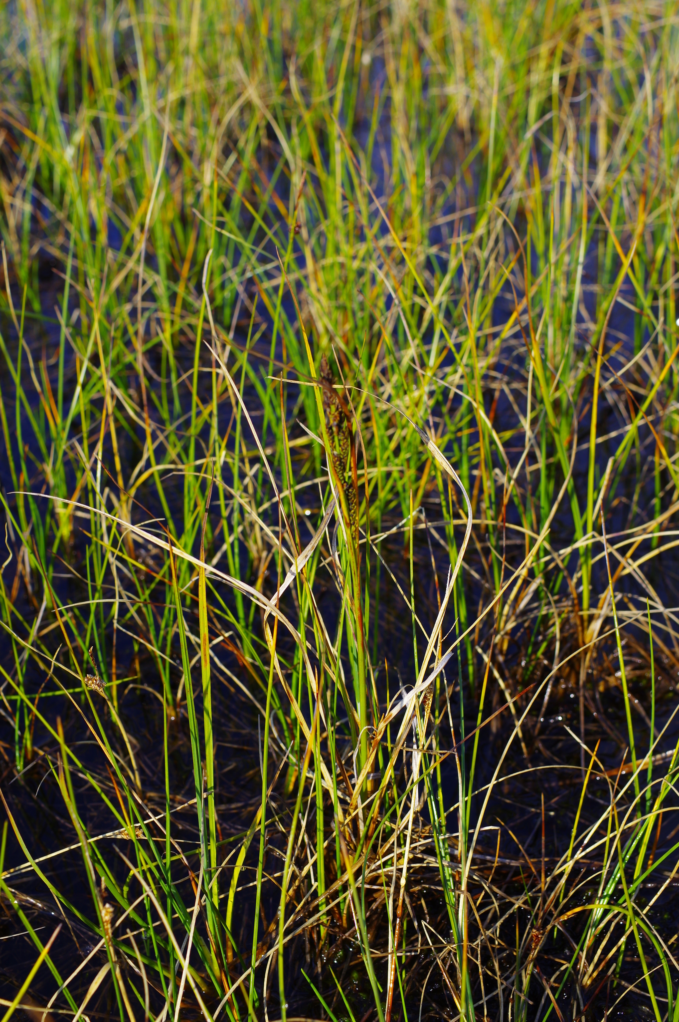 Carex aquatilis var. minor