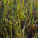 Carex aquatilis minor - Photo (c) Сергей Дудов,  זכויות יוצרים חלקיות (CC BY-NC), הועלה על ידי Сергей Дудов